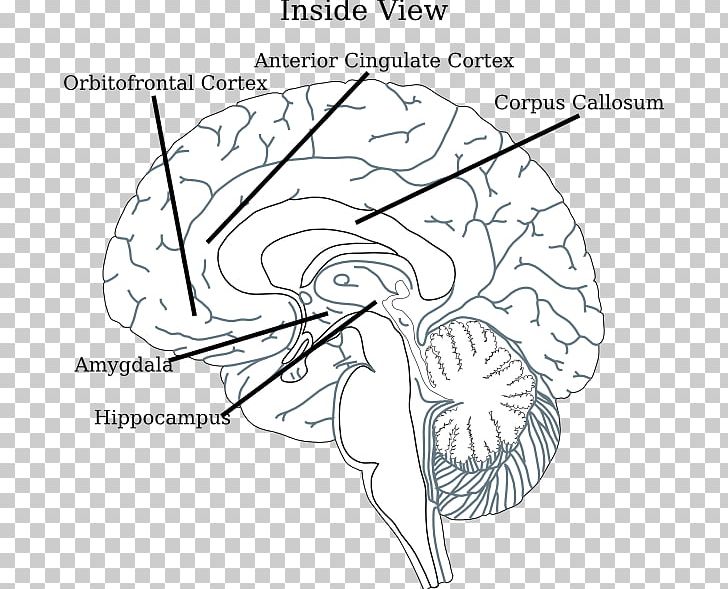 Brain Diagram Line Art Drawing PNG, Clipart,  Free PNG Download