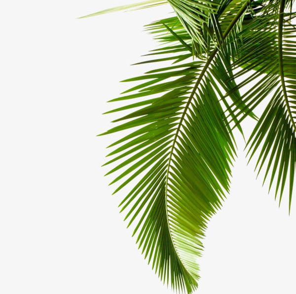 Green Palm Leaves PNG, Clipart, Green, Green Clipart, Green Clipart, Leaves, Leaves Clipart Free PNG Download