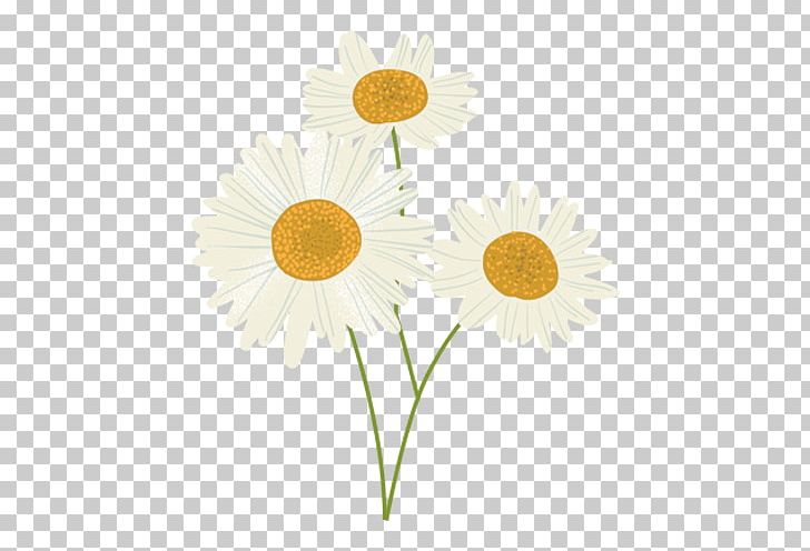 Oxeye Daisy Sunflower M Petal PNG, Clipart, Daisy, Daisy Family, Flower, Flowering Plant, Others Free PNG Download