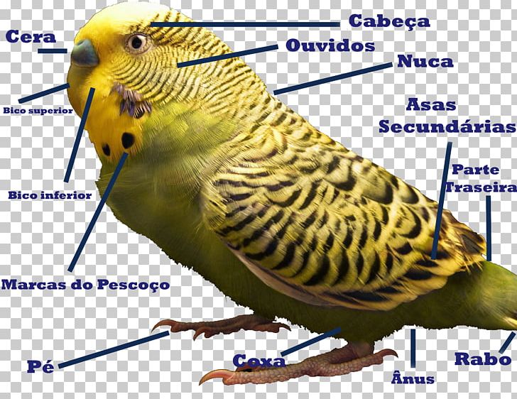 Budgerigar Bird Parakeet Cockatiel Parrots PNG, Clipart,  Free PNG Download
