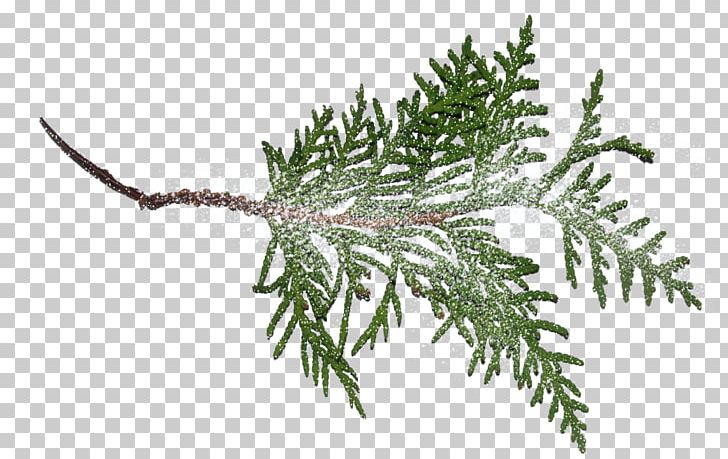 Fir Pine Branch Norway Spruce PNG, Clipart, Branch, Christmas, Christmas Ornament, Conifer, Conifers Free PNG Download