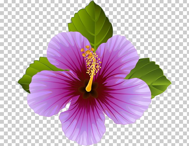 Flower Purple Violet PNG, Clipart, Annual Plant, Chinese Hibiscus, Color, Desktop Wallpaper, Flower Free PNG Download