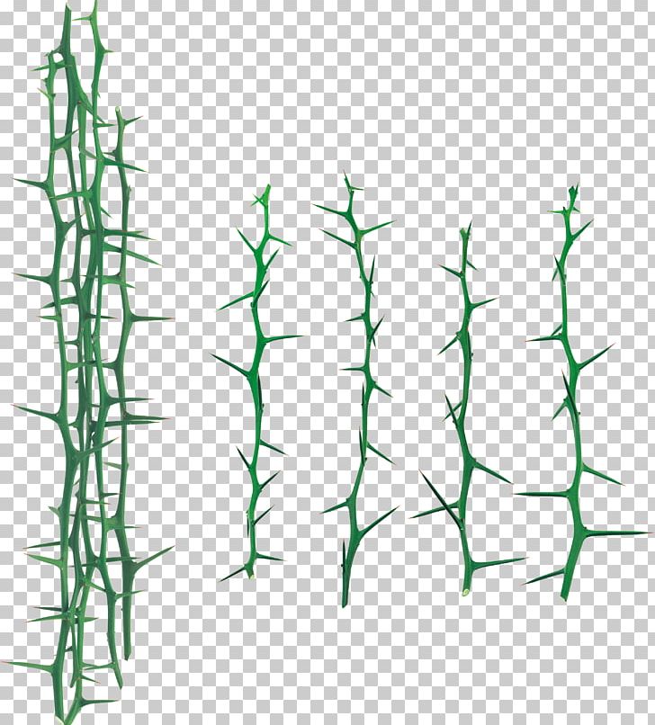 Leaf Branch Thorns PNG, Clipart, Angle, Branch, Drawing, Flora, Grass Free PNG Download