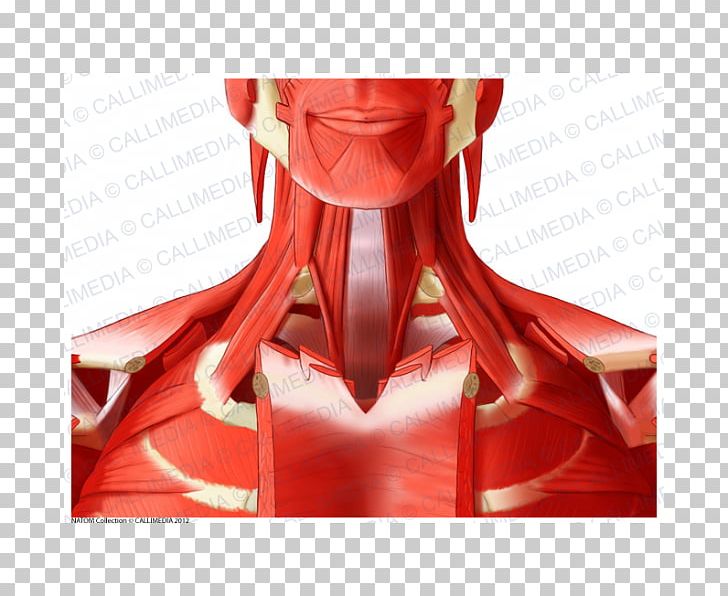 Anterior Triangle Of The Neck Deltoid Muscle Head And Neck Anatomy PNG, Clipart, Anterior Triangle Of The Neck, Coronal Plane, Deltoid Muscle, Figurine, Head Free PNG Download
