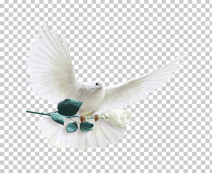 Rock Dove Columbidae White-headed Pigeon Die Silberne Taube Garden Roses PNG, Clipart, Animal, Animals, Beak, Bird, Columba Free PNG Download