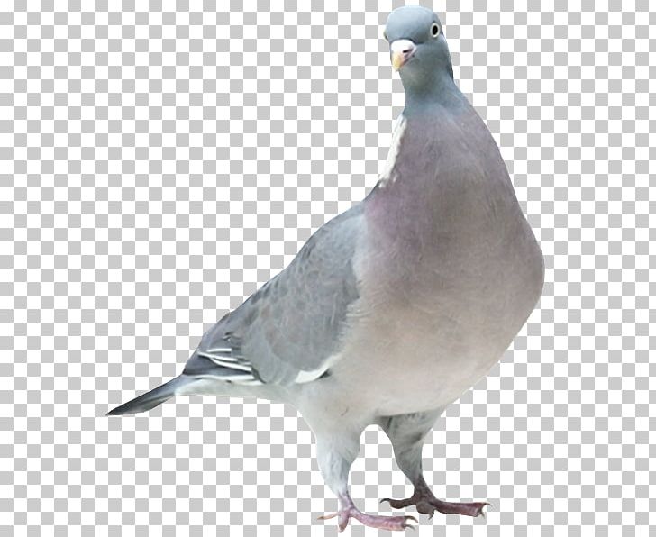Stock Dove Columbidae Domestic Pigeon Bird PNG, Clipart, Animal, Animals, Autumn, Beak, Bird Free PNG Download