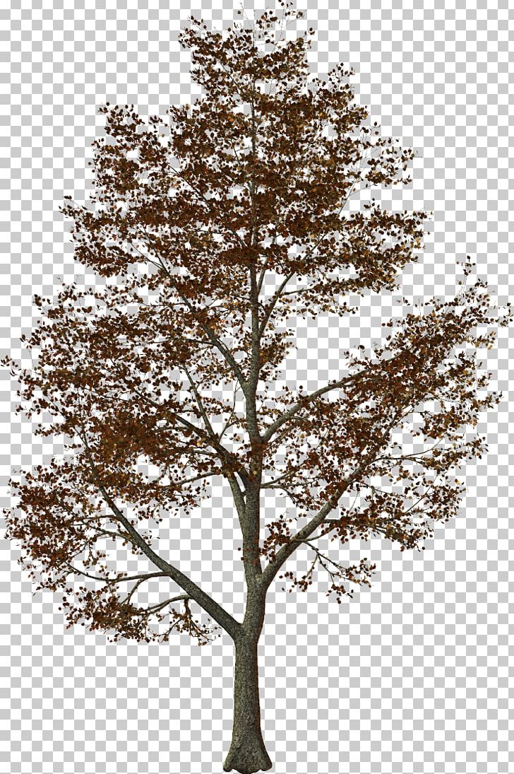 Stone Pine Tree Light Oak PNG, Clipart, Branch, Conifer, Herbaceous Plant, Houseplant, Light Free PNG Download