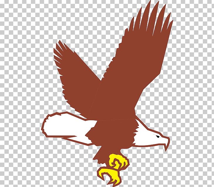 Bald Eagle PNG, Clipart, Accipitriformes, Animals, Bald, Bald Eagle, Beak Free PNG Download