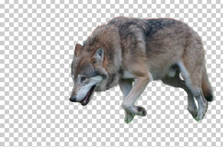 Czechoslovakian Wolfdog Kunming Wolfdog Arctic Wolf Coyote PNG, Clipart, Animal, Animals, Arctic Wolf, Canidae, Carnivoran Free PNG Download