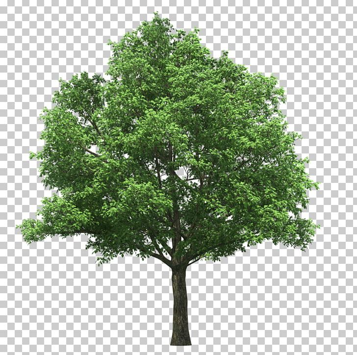 Linden Alley Tree Tilia Platyphyllos Stock Photography PNG, Clipart, Branch, Leaf, Linden Alley, Lindens, Nature Free PNG Download