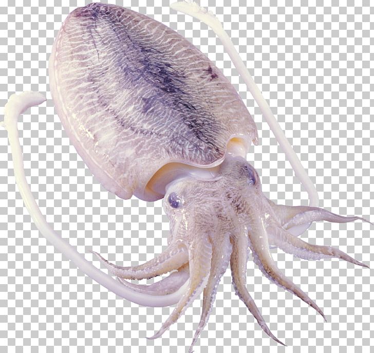 Octopus Squid As Food Cephalopod Sepiidae PNG, Clipart, Amphioctopus Fangsiao, Animals, Cephalopod, Cuttlefish, Fish Free PNG Download