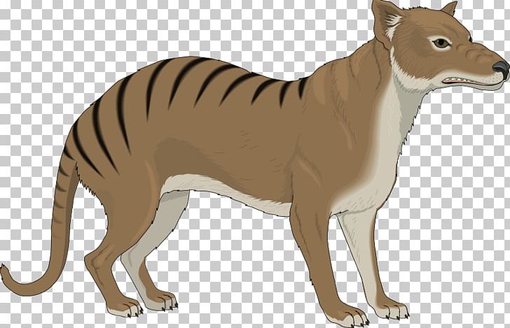 Thylacine Gray Wolf PNG, Clipart, Animal Figure, Big Cats, Carnivoran, Cat Like Mammal, Chinese Free PNG Download