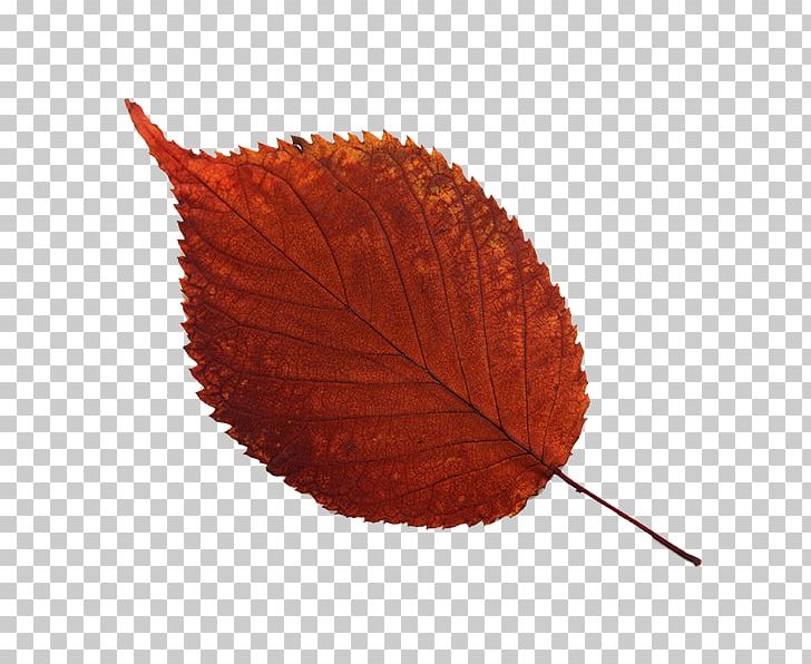 Leaf School Academic Year Time PNG, Clipart, Academic Year, Briefcase, Creativity, Leaf, Plant Free PNG Download