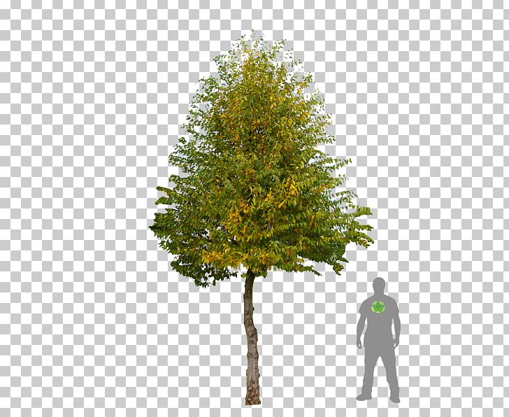 Carpinus Betulus Pine Witch-hazel Broad-leaved Tree Prunus PNG, Clipart, Beech, Branch, Broad Leaved Tree, Broadleaved Tree, Carpinus Betulus Free PNG Download