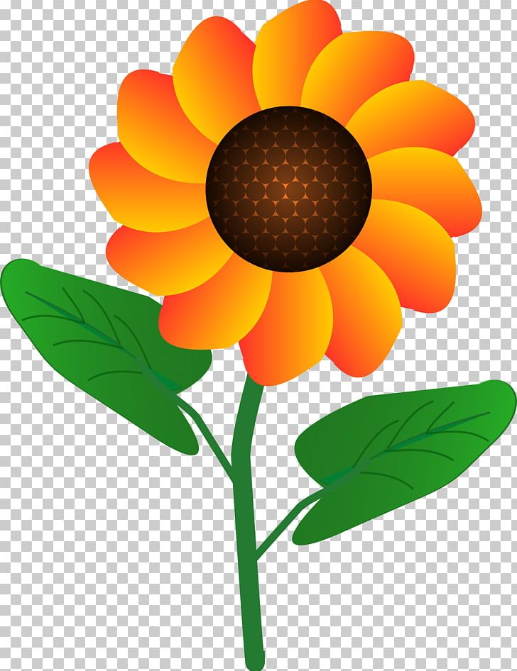 Common Sunflower PNG, Clipart, Cartoon, Common Sunflower, Cut Flowers, Dahlia, Daisy Family Free PNG Download