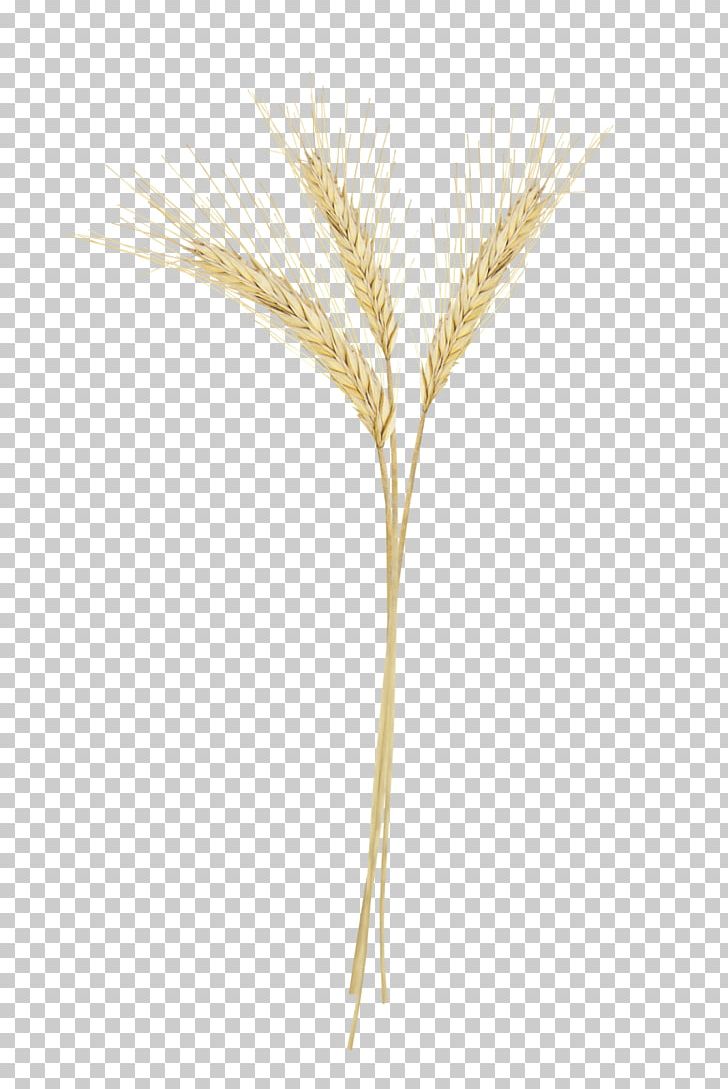 Emmer Triticale Portable Network Graphics Sprouted Wheat PNG, Clipart, Barleys, Cereal, Cereal Germ, Commodity, Emmer Free PNG Download