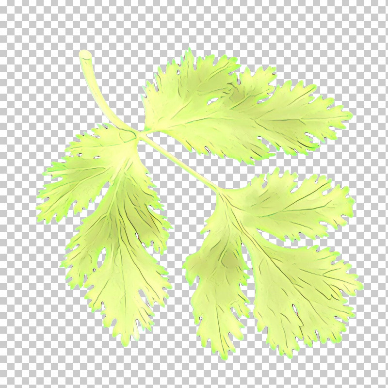 Parsley PNG, Clipart, Coriander, Flower, Herb, Leaf, Parsley Free PNG Download