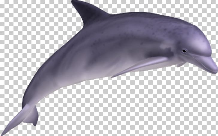 Common Bottlenose Dolphin PNG, Clipart, 3d Computer Graphics, Animals, Bottlenose Dolphin, Desktop Wallpaper, Fauna Free PNG Download