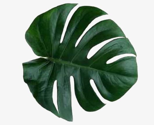 Monstera Leaves PNG, Clipart, Botany, Buckle, Buckle Free, Decorate, Dentate Free PNG Download