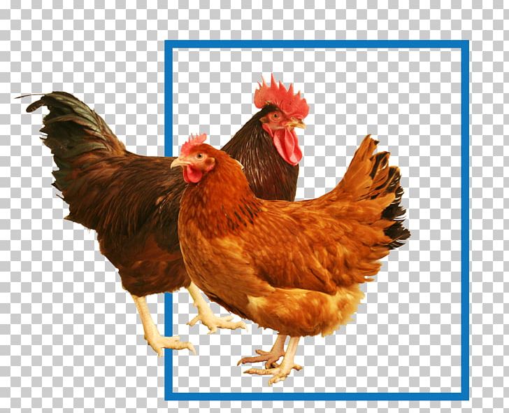 New Hampshire Chicken Rhode Island Red Sussex Chicken Cochin Chicken Plymouth Rock Chicken PNG, Clipart, Beak, Bird, Broiler, Chicken, Chicken Fillet Free PNG Download