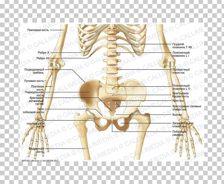 Bone Human Skeleton Abdomen Pelvis PNG, Clipart, Abdomen, Anatomy, Angle, Arm, Atlas Free PNG Download