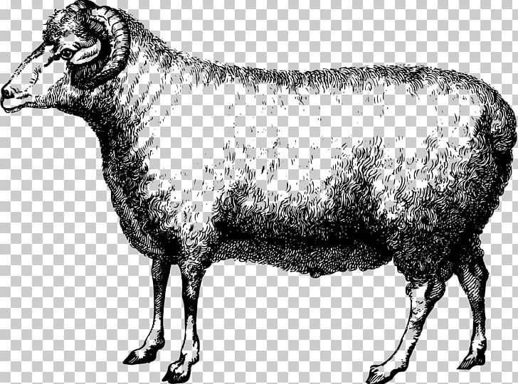 Merino Suffolk Sheep Wool PNG, Clipart, Animal, Bighorn Sheep, Black And White, Bull, Cattle Like Mammal Free PNG Download