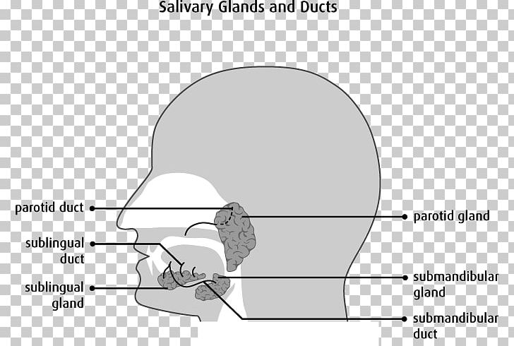 Salivary Gland Tumours Parotid Gland Duct PNG, Clipart, Anatomy, Angle, Area, Arm, Bone Free PNG Download