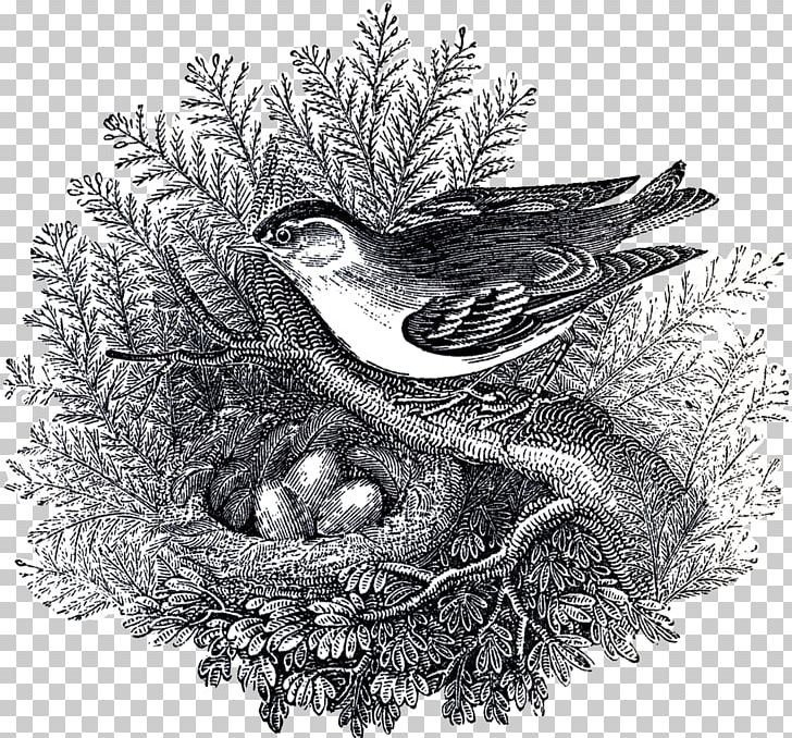Bird Nest Bird Of Prey Drawing /m/02csf PNG, Clipart, Animals, Bird, Bird Nest, Bird Of Prey, Black And White Free PNG Download