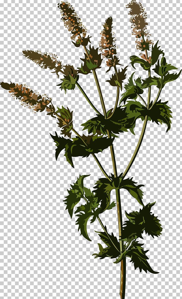 Köhler's Medicinal Plants Mentha Spicata Mints Herbalism PNG, Clipart, Herbalism, Mentha Spicata, Mints Free PNG Download