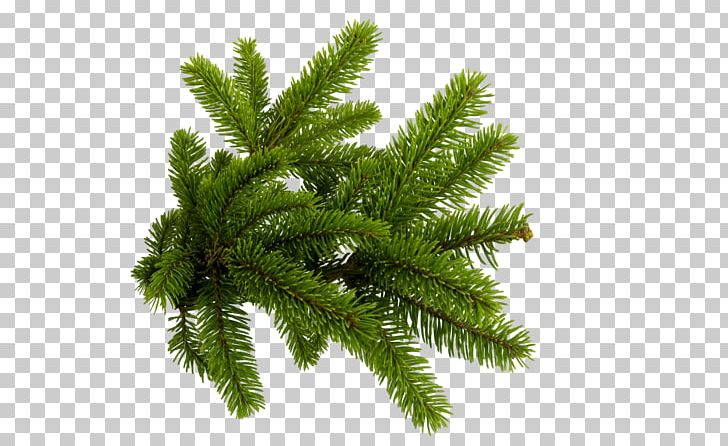Portable Network Graphics Spruce Branch Conifers PNG, Clipart, Biome, Branch, Christmas Day, Christmas Ornament, Conifer Free PNG Download