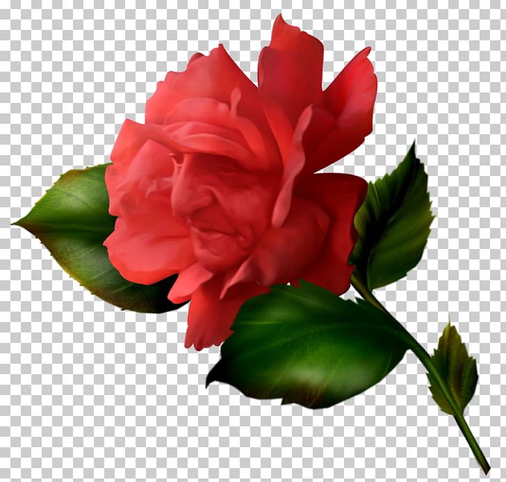 Snow White Garden Roses Centifolia Roses Beach Rose Flower PNG, Clipart, China Rose, Devils Town, Flowers, Mallow Family, Malvales Free PNG Download