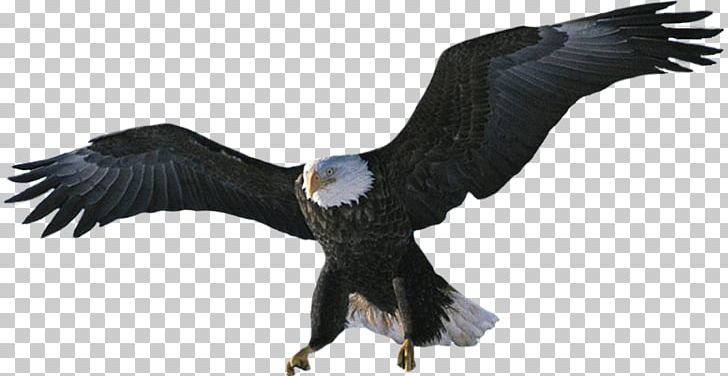 Bald Eagle Bird Desktop Hawk PNG, Clipart, Accipitriformes, Animal, Animal Figure, Animals, Bald Eagle Free PNG Download