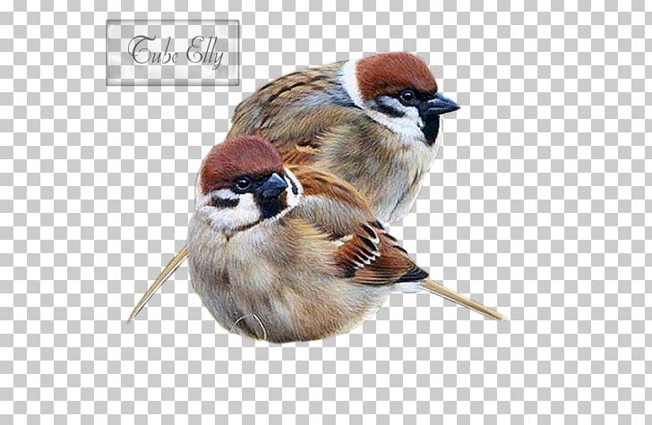 Bird House Sparrow Painting Drawing Art PNG, Clipart, Animals, Art, Artist, Beak, Bird Free PNG Download