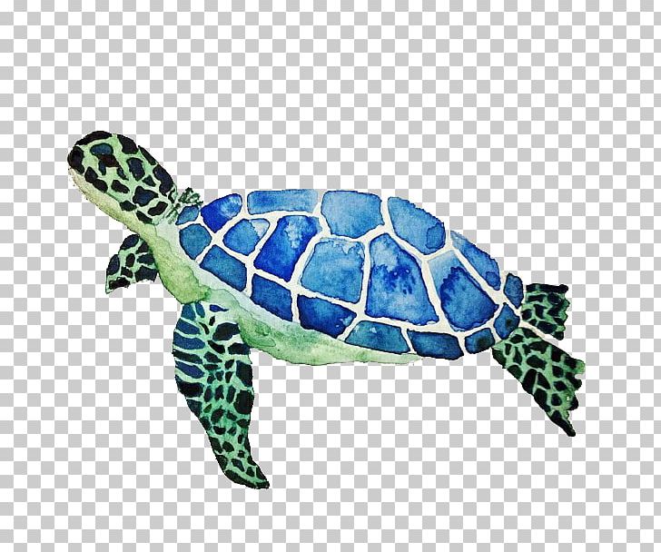Green Sea Turtle Color PNG, Clipart, Animals, Cushion, Cute Animal, Cute Animals, Cute Border Free PNG Download