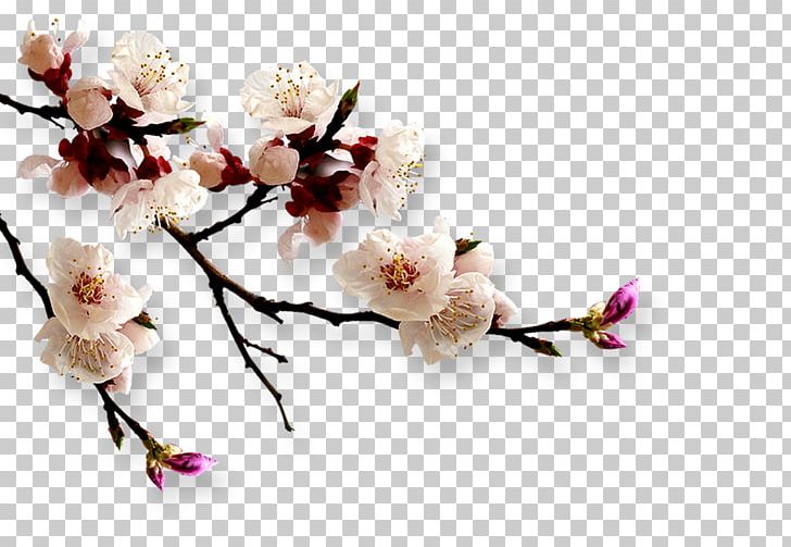 Japan Apricot Flower PNG, Clipart, Apricot Blossom Vector, Apricot Blossom Yellow, Apricot Flower, Apricots, Artificial Flower Free PNG Download
