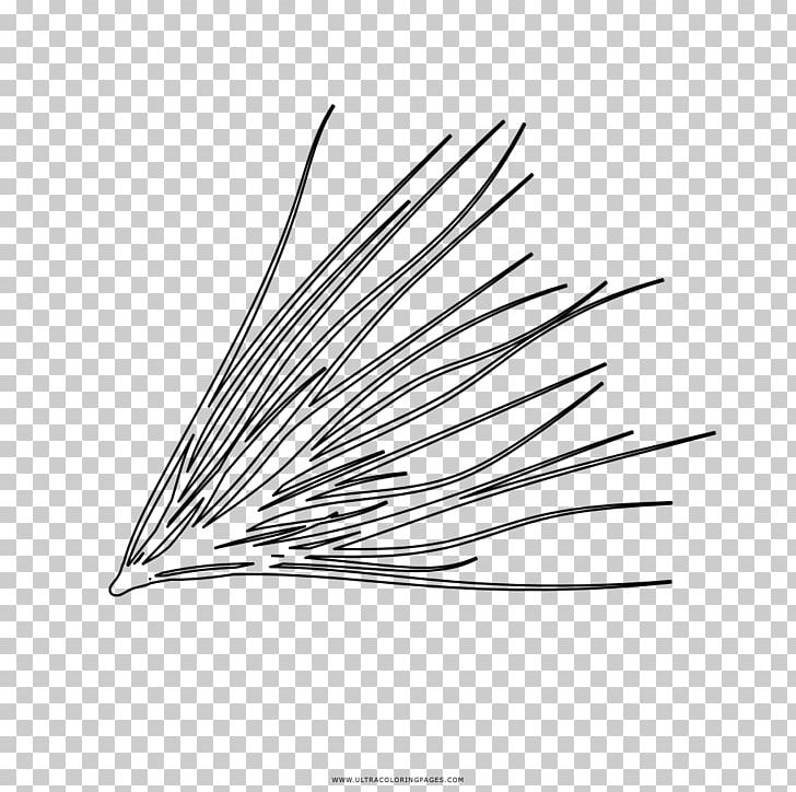 Leaf Drawing Pine Coloring Book Line Art PNG, Clipart, Angle, Black And White, Coloring Book, Drawing, Fir Free PNG Download