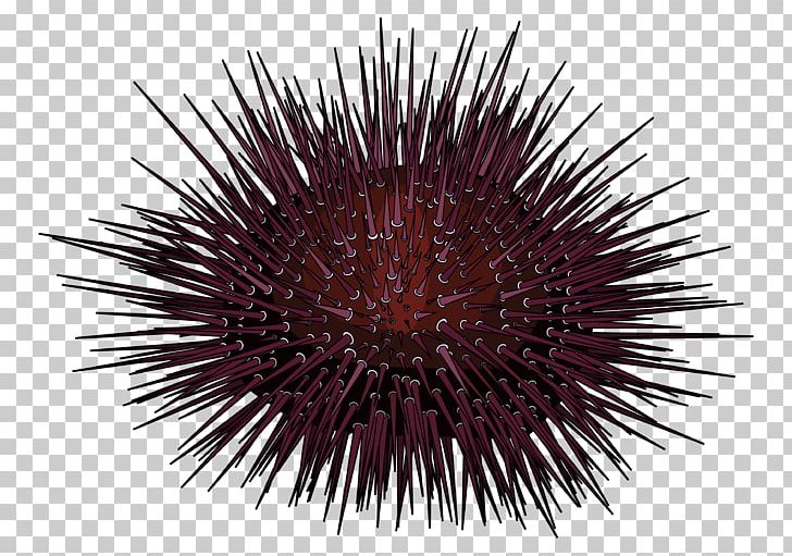 Sea Urchin Hedgehog Jellyfish Diadema Antillarum Paracentrotus Lividus PNG, Clipart, Animals, Chironex Fleckeri, Diadema, Diadema Antillarum, Echinoderm Free PNG Download