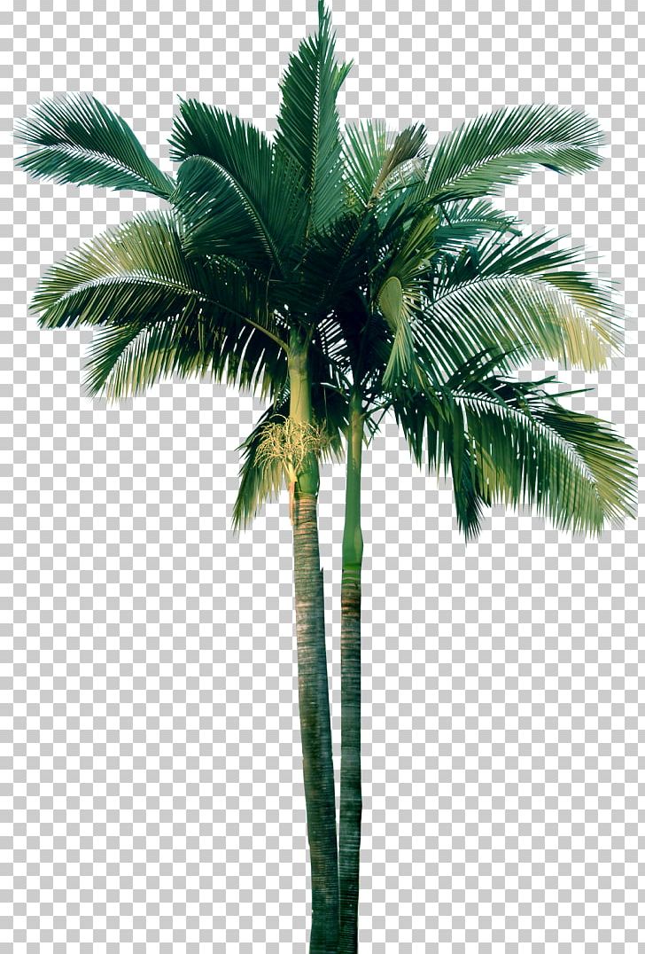 Tree Plant Date Palm Washingtonia PNG, Clipart, Adonidia, Arecaceae, Arecales, Attalea Speciosa, Borassus Flabellifer Free PNG Download