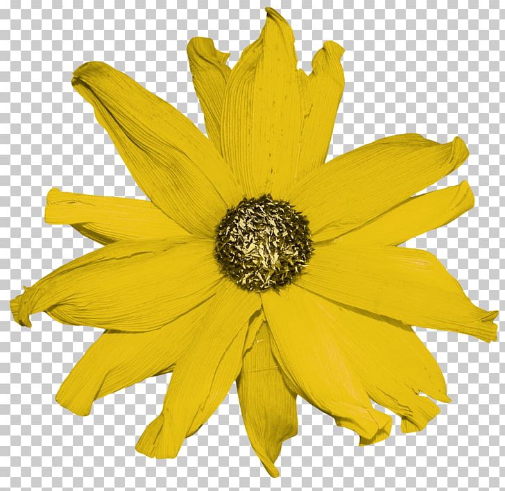 Common Sunflower Yellow Pages White PNG, Clipart, Chrysanths, Common Sunflower, Daisy Family, Flower, Lilium Free PNG Download