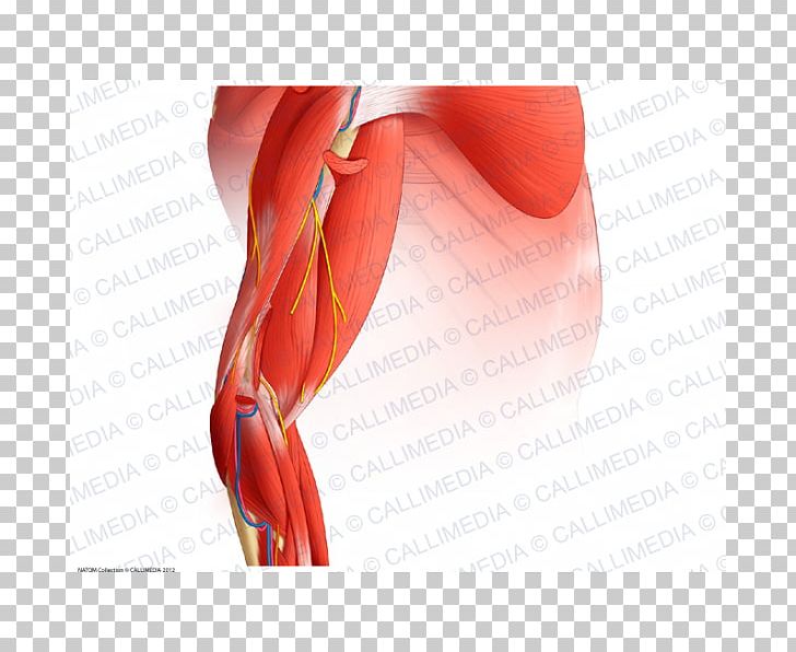 Elbow Muscle Arm Nerve Augšdelms PNG, Clipart, Abdomen, Anatomy, Anconeus Muscle, Arm, Biceps Free PNG Download