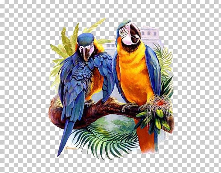 Macaw Bird Drawing Beak Feather PNG, Clipart, Animals, Beak, Bird, Blog, Centerblog Free PNG Download