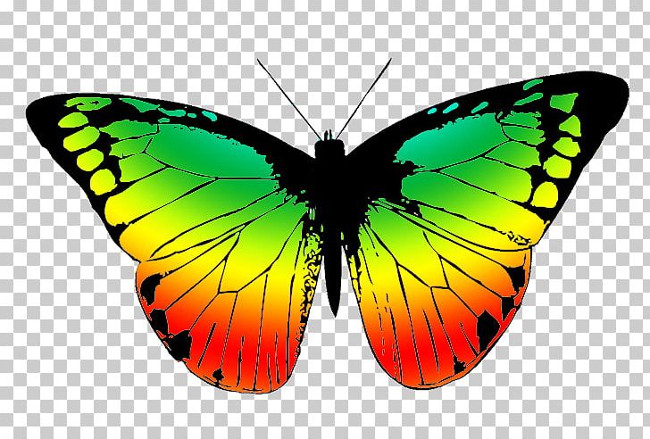 Monarch Butterfly Insect Drawing PNG, Clipart, Animal, Arthropod, Blue, Brush Footed Butterfly, Butterflies And Moths Free PNG Download