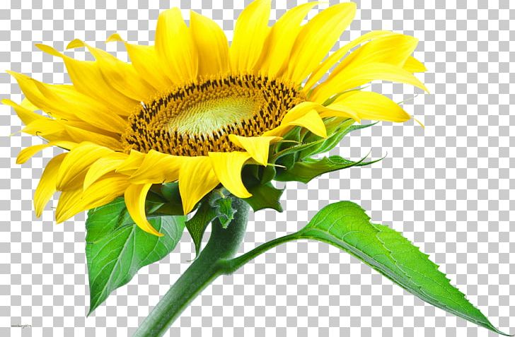 Portable Network Graphics Common Sunflower Desktop PNG, Clipart, Asterales, Common Sunflower, Daisy Family, Desktop Wallpaper, Display Resolution Free PNG Download
