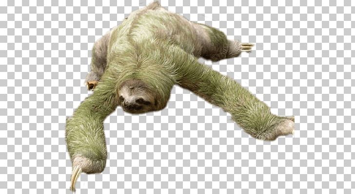 Sloth Looking Down PNG, Clipart, Animals, Sloths Free PNG Download