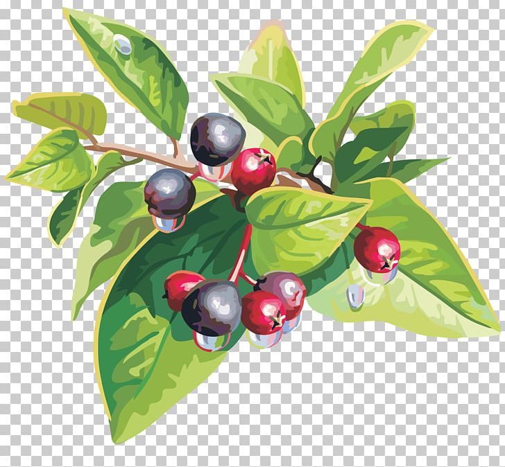 Blueberry Fruit Cherry Auglis PNG, Clipart, Aristotelia Chilensis, Auglis, Berry, Bilberry, Blueberry Free PNG Download