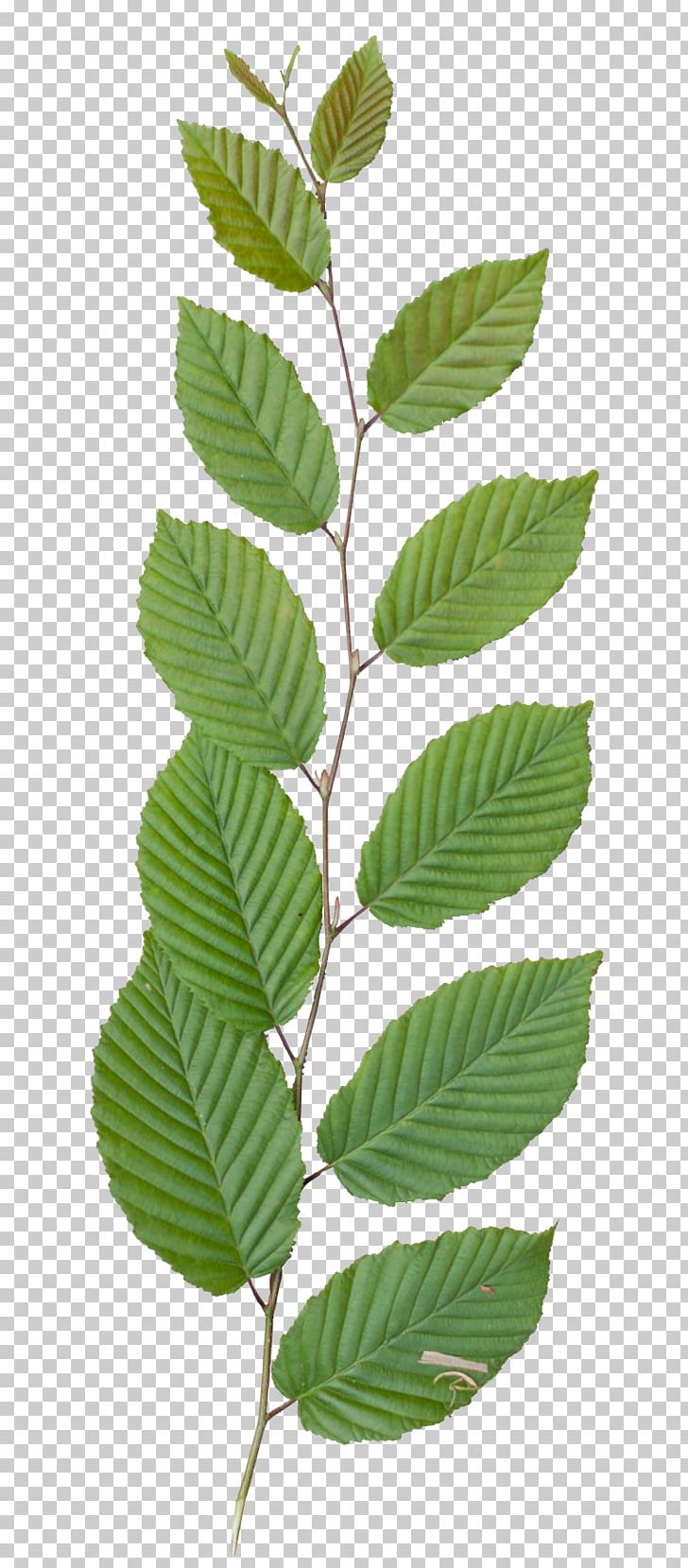 Branch Leaf Texture Mapping Common Sunflower PNG, Clipart, 3d Computer Graphics, Branch, Common Sunflower, Elm Family, Leaf Free PNG Download