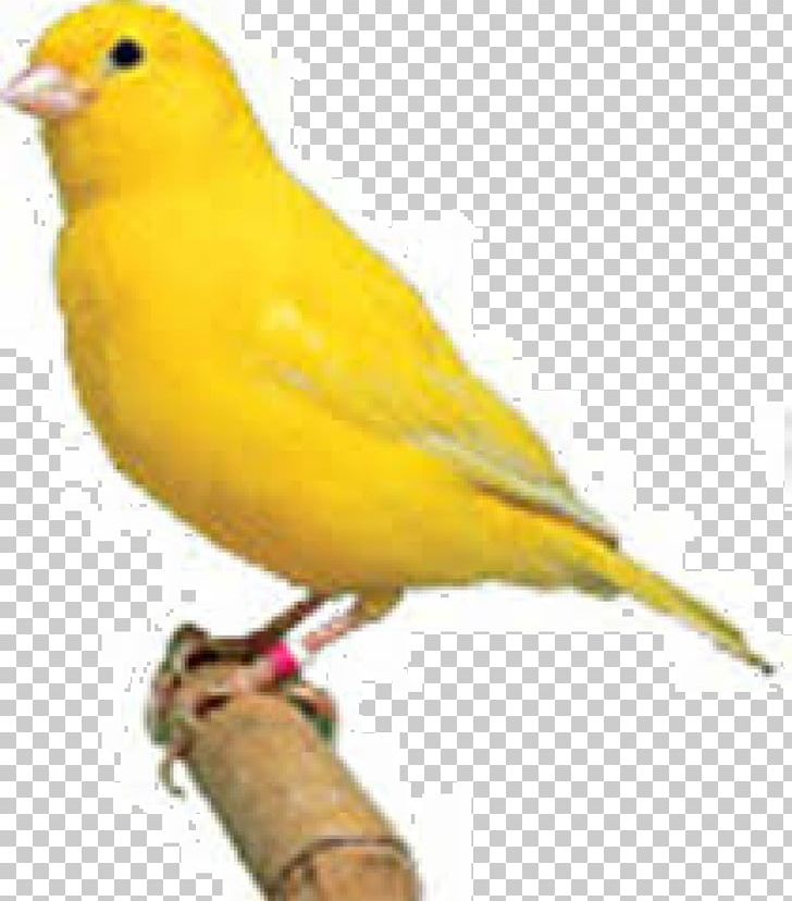 Domestic Canary Finch Canary Islands Bird Yellow Canary PNG, Clipart, Animal, Animals, Animal Sanctuary, Atlantic Canary, Bird Free PNG Download