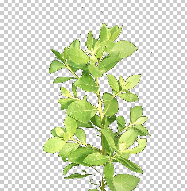 Pluchea Indica Leaf Plant Stem Herb Disease PNG, Clipart, Arracacia Xanthorrhiza, Body Odor, Chemistry, Cough, Disease Free PNG Download