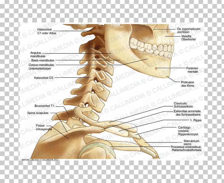 Finger Bone Neck Human Anatomy PNG, Clipart, Anatomy, Arm, Bone, Claw, Ear Free PNG Download