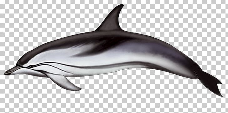 Spinner Dolphin Common Bottlenose Dolphin Striped Dolphin Short-beaked Common Dolphin Rough-toothed Dolphin PNG, Clipart, Bottlenose Dolphin, Fauna, Irrawaddy Dolphin, Mammal, Marine Biology Free PNG Download